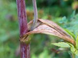 Angelica pachyptera