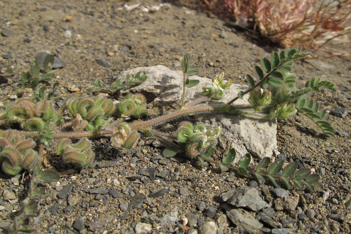 Image of Astragalus contortuplicatus specimen.