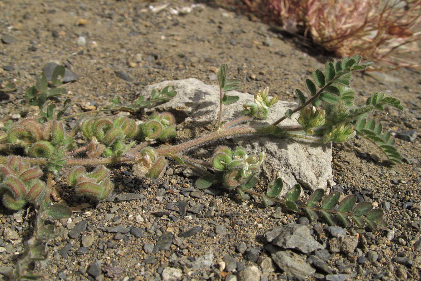 Изображение особи Astragalus contortuplicatus.