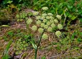 Heracleum sphondylium подвид ternatum. Верхушка побега с распустившимся и распускающимися соцветиями. Сербия, национальный парк Тара, плоскогорье Равна Тара, западный берег оз. Заовине, луг на опушке сосняка. 11.07.2019.