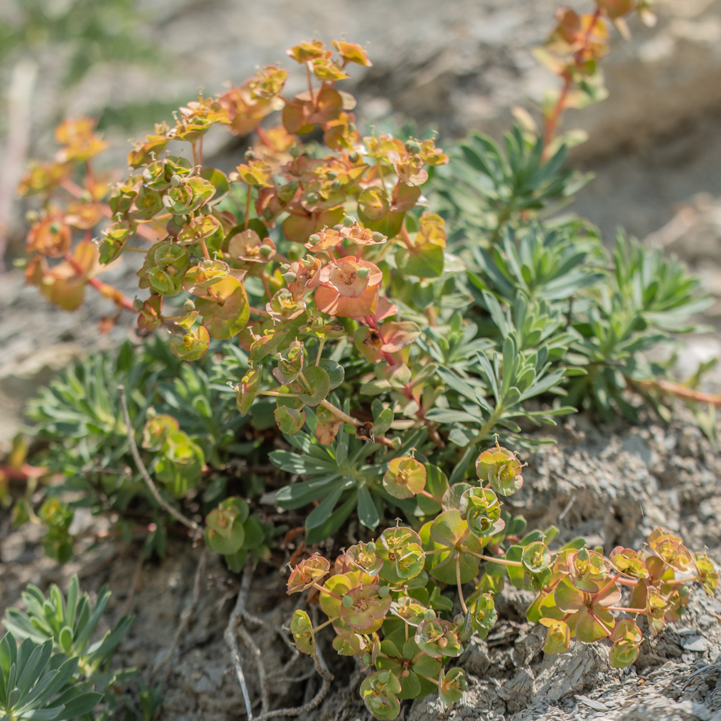 Изображение особи Euphorbia petrophila.