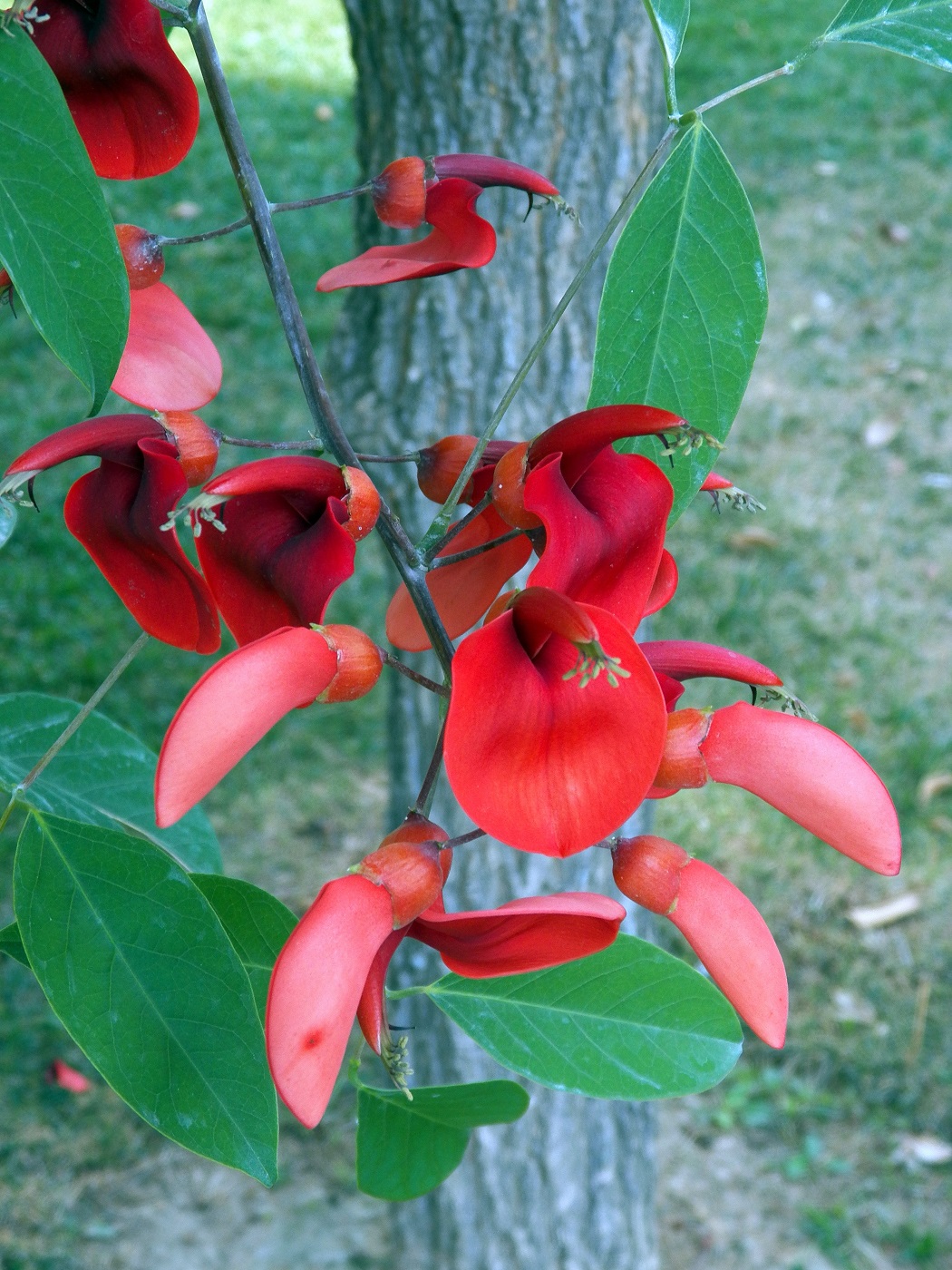 Изображение особи Erythrina crista-galli.