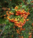 Pyracantha coccinea. Часть побега с плодами. Крым, Бахчисарайский р-н, окр. с. Соколиное, широколиственный лес у дороги. 25.09.2019.