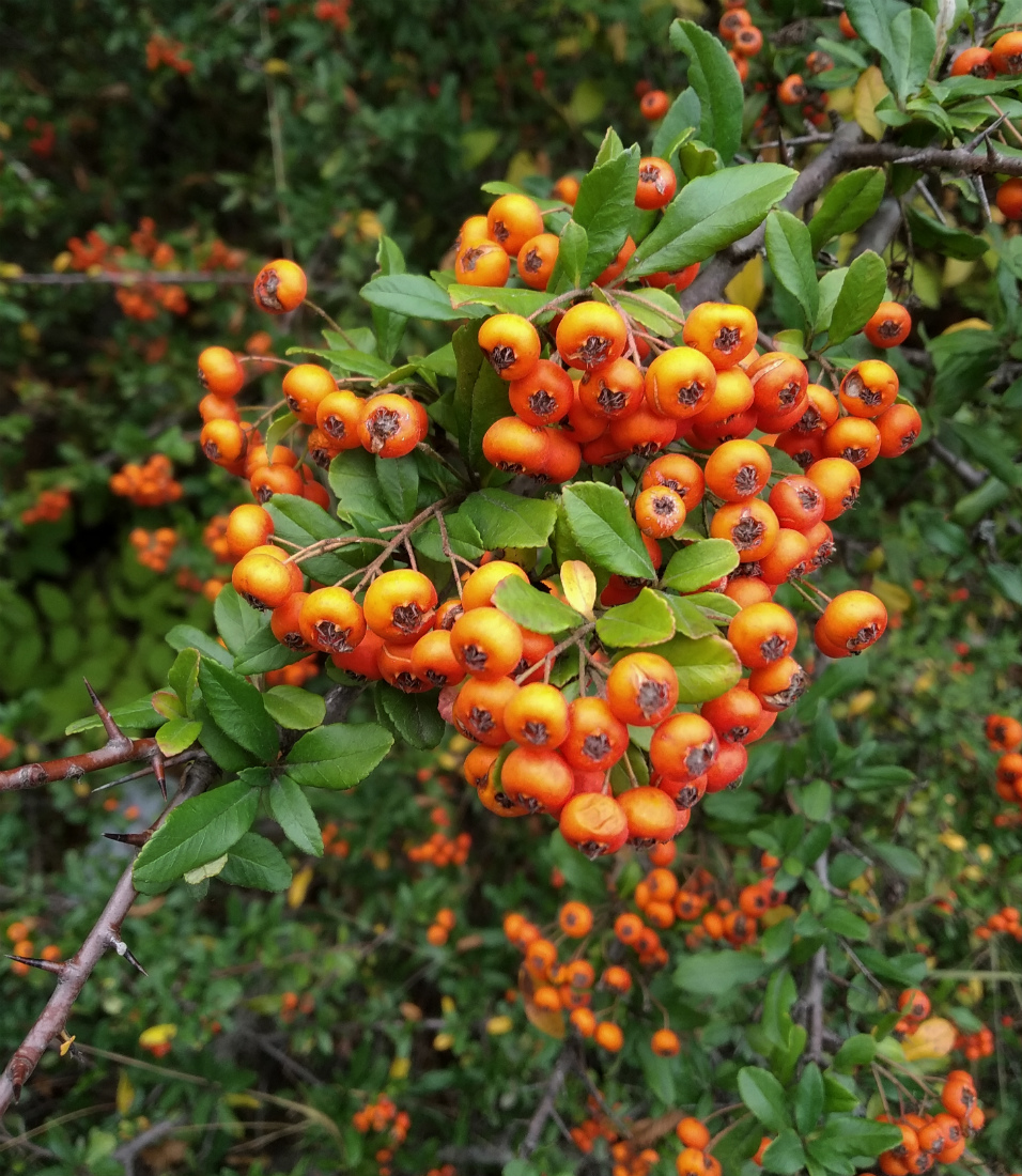 Image of Pyracantha coccinea specimen.