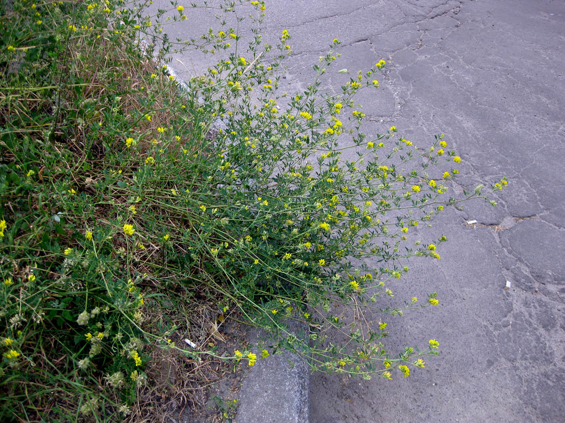 Изображение особи Medicago × varia.