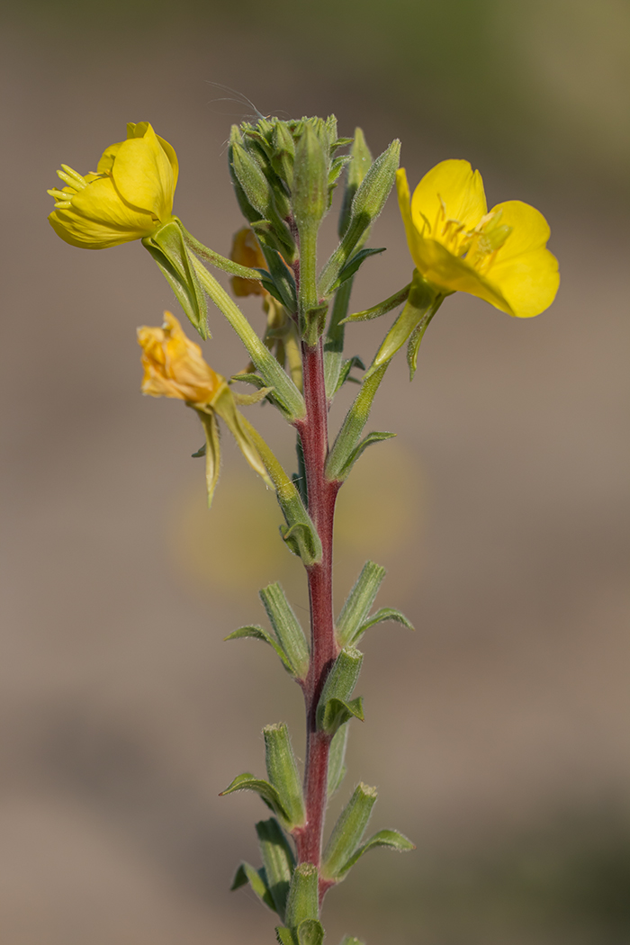 Изображение особи род Oenothera.