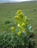 Ferula kuhistanica