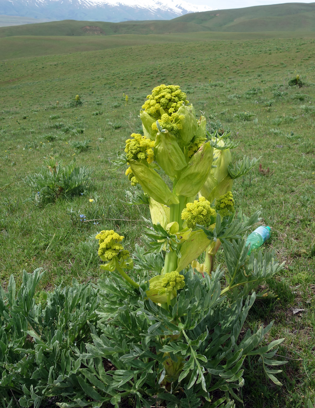 Изображение особи Ferula kuhistanica.