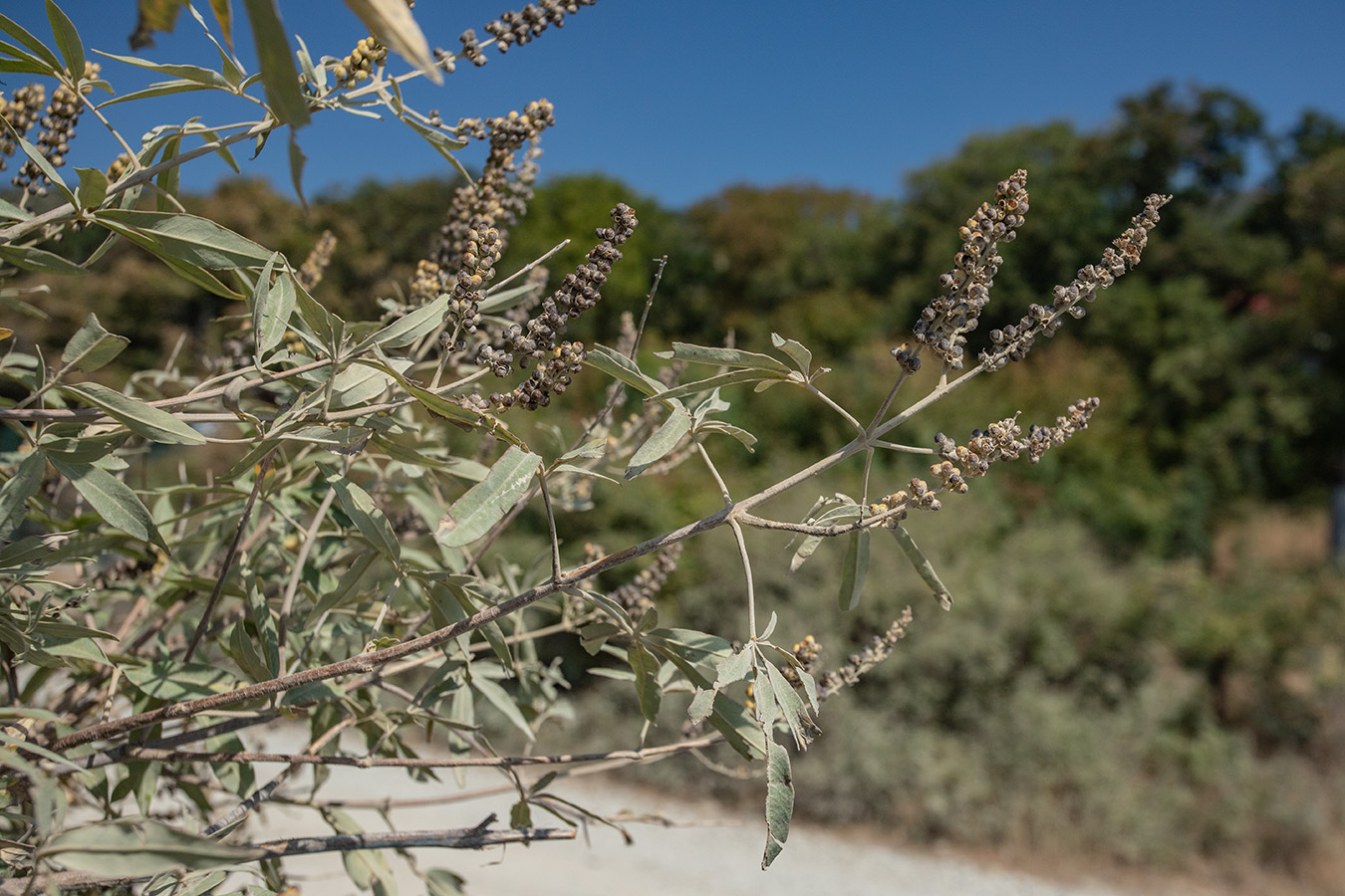 Изображение особи Vitex agnus-castus.