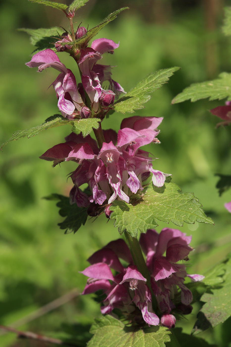 Image of Lamium maculatum specimen.