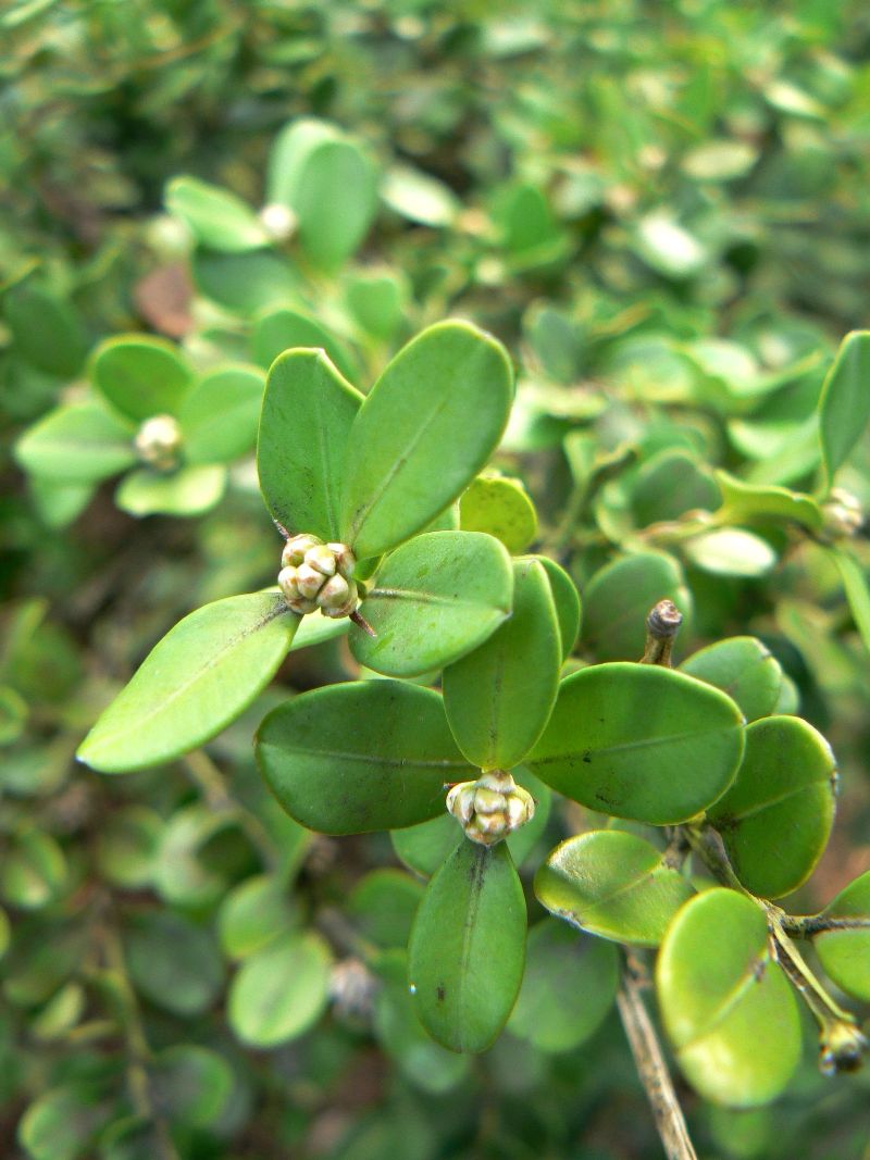 Image of Buxus colchica specimen.