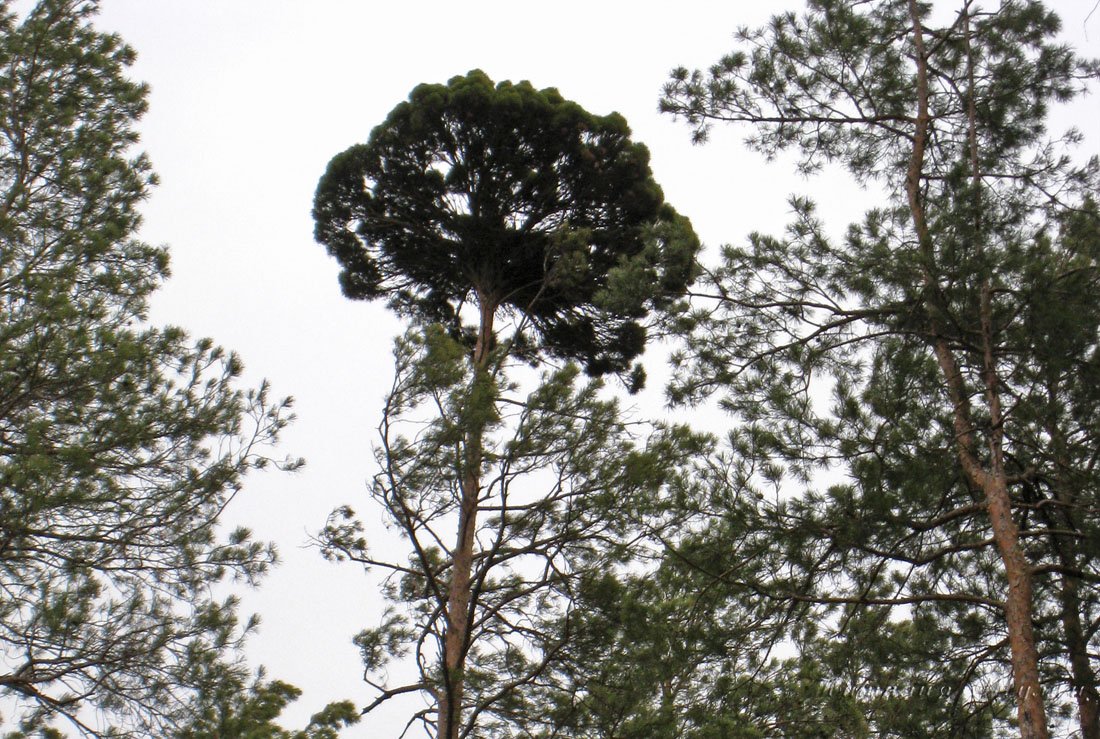 Изображение особи Pinus sylvestris.