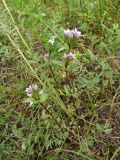 Gentianella turkestanorum