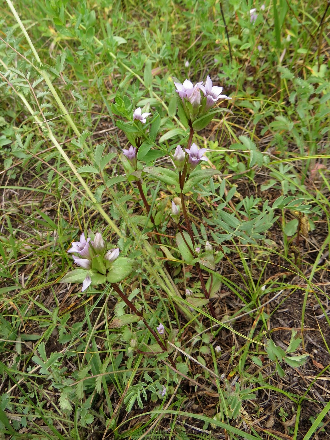 Image of Gentianella turkestanorum specimen.