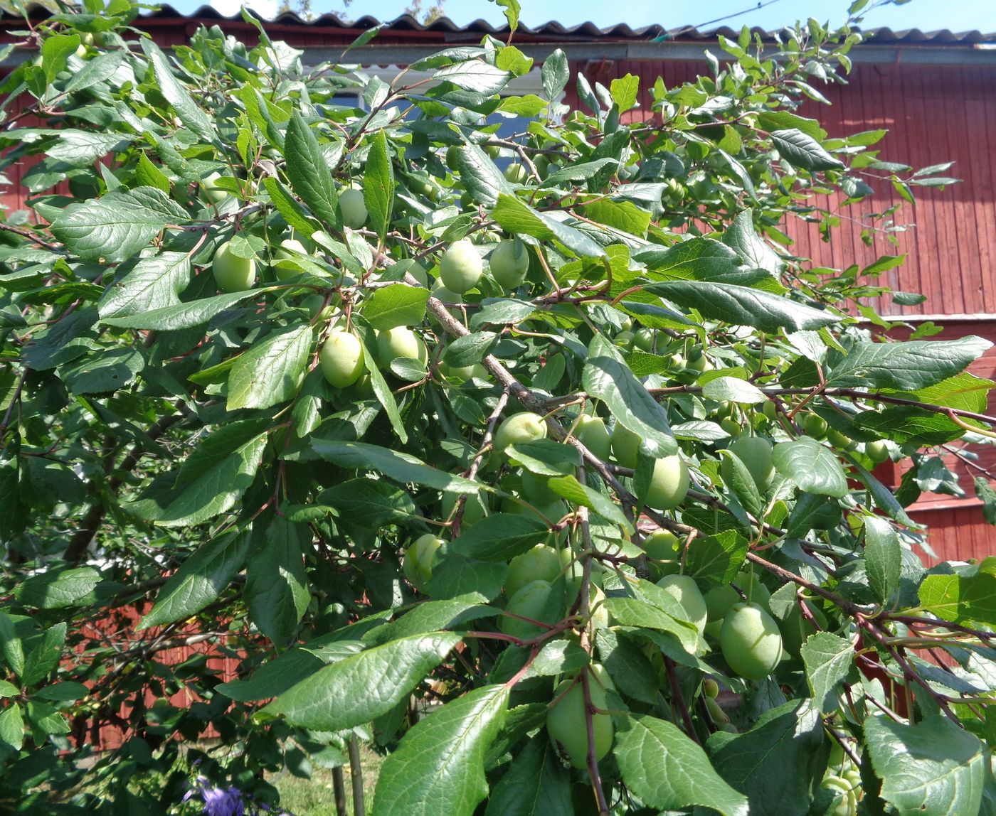 Изображение особи Prunus domestica.