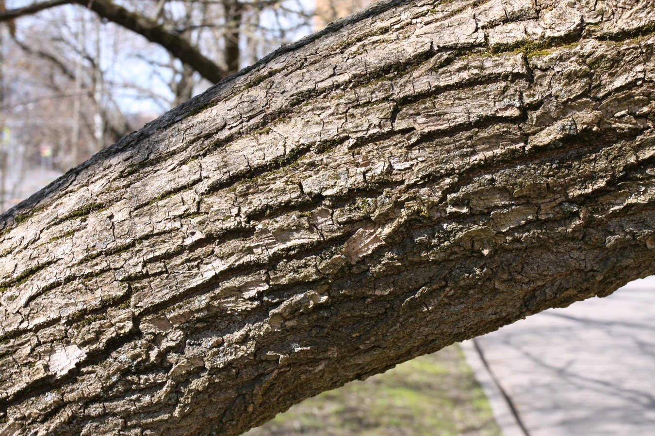 Image of Acer negundo specimen.