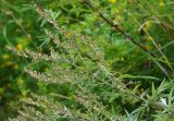 Artemisia vulgaris