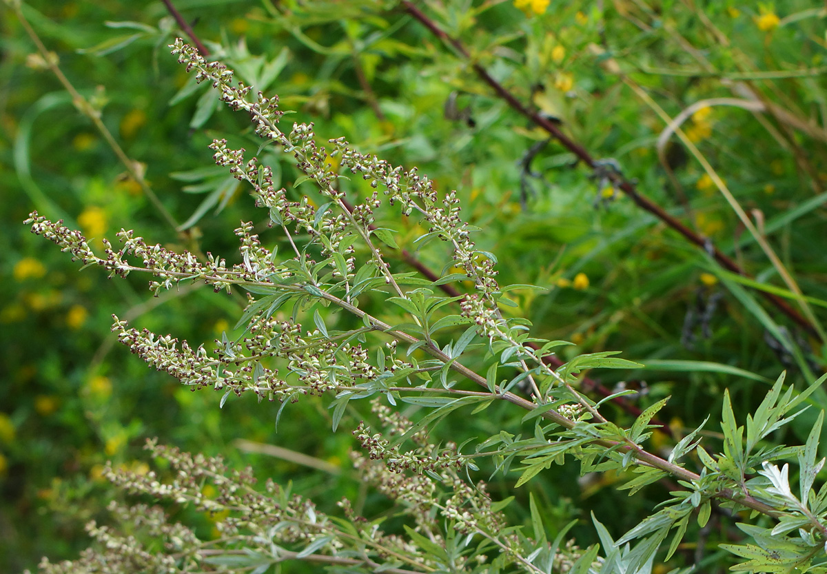 Image of Artemisia vulgaris specimen.