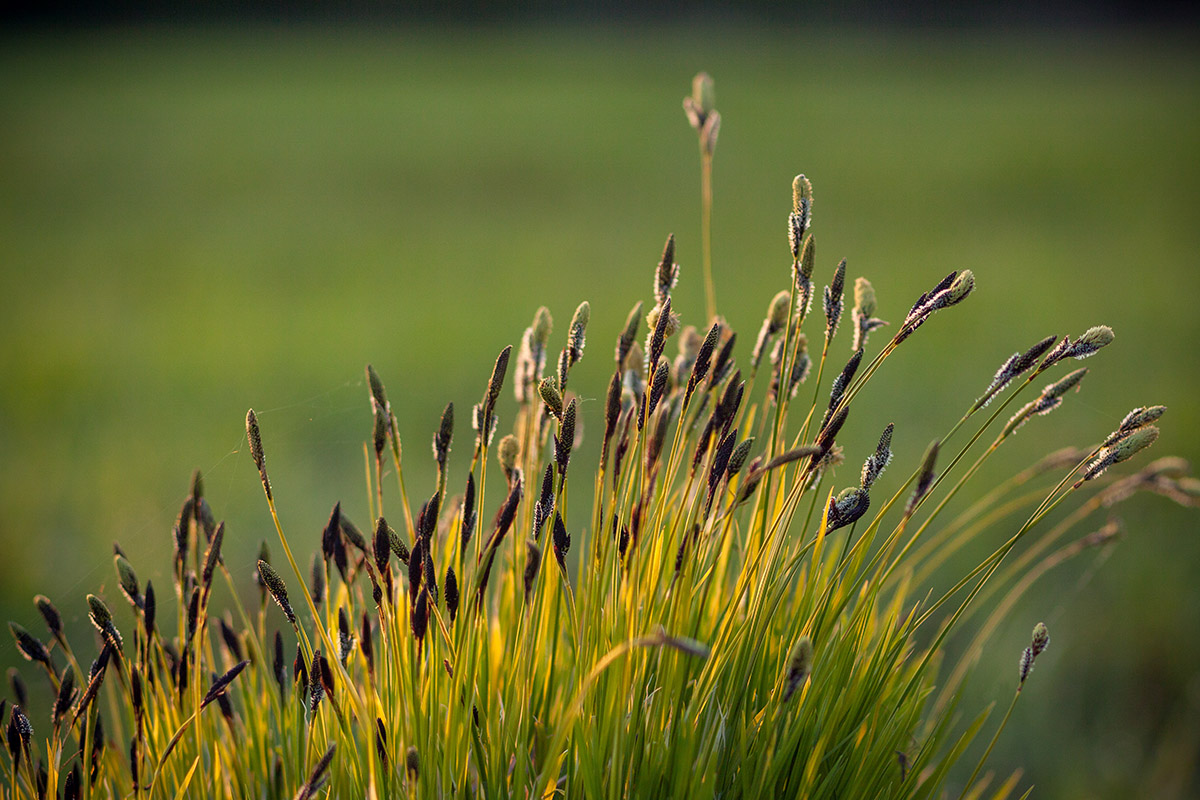 Изображение особи Carex cespitosa.