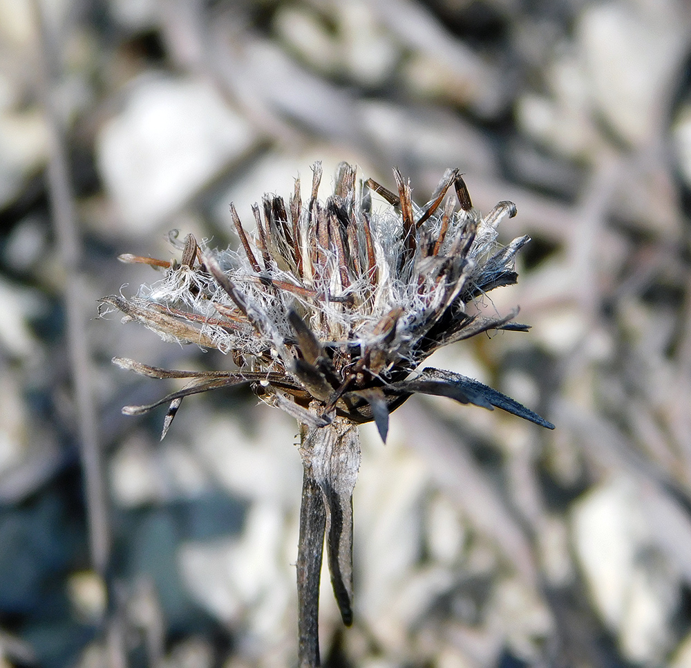 Image of Inula ensifolia specimen.