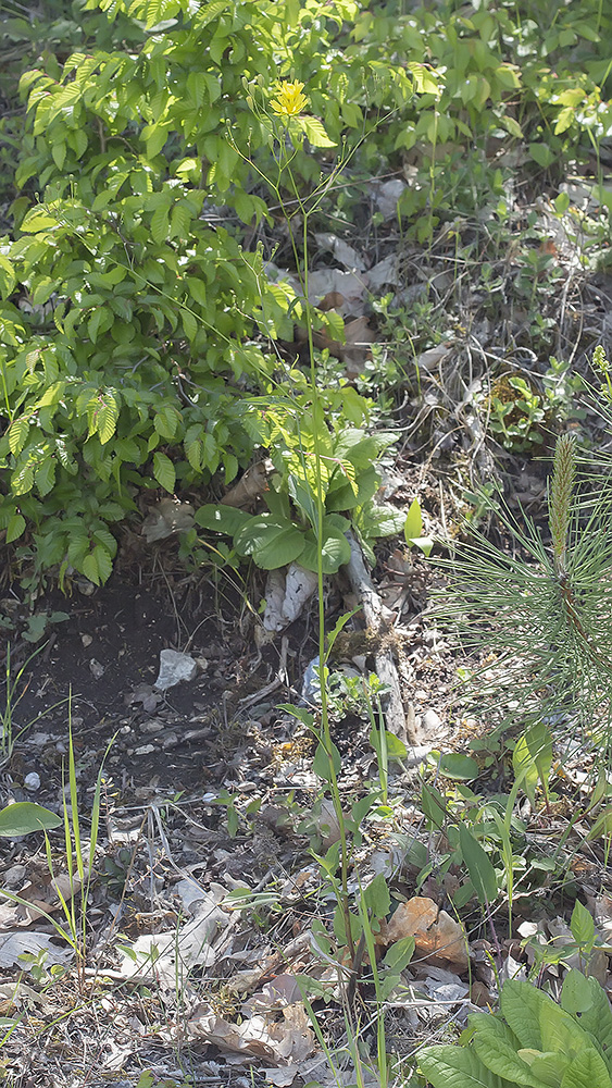 Image of Crepis pulchra specimen.