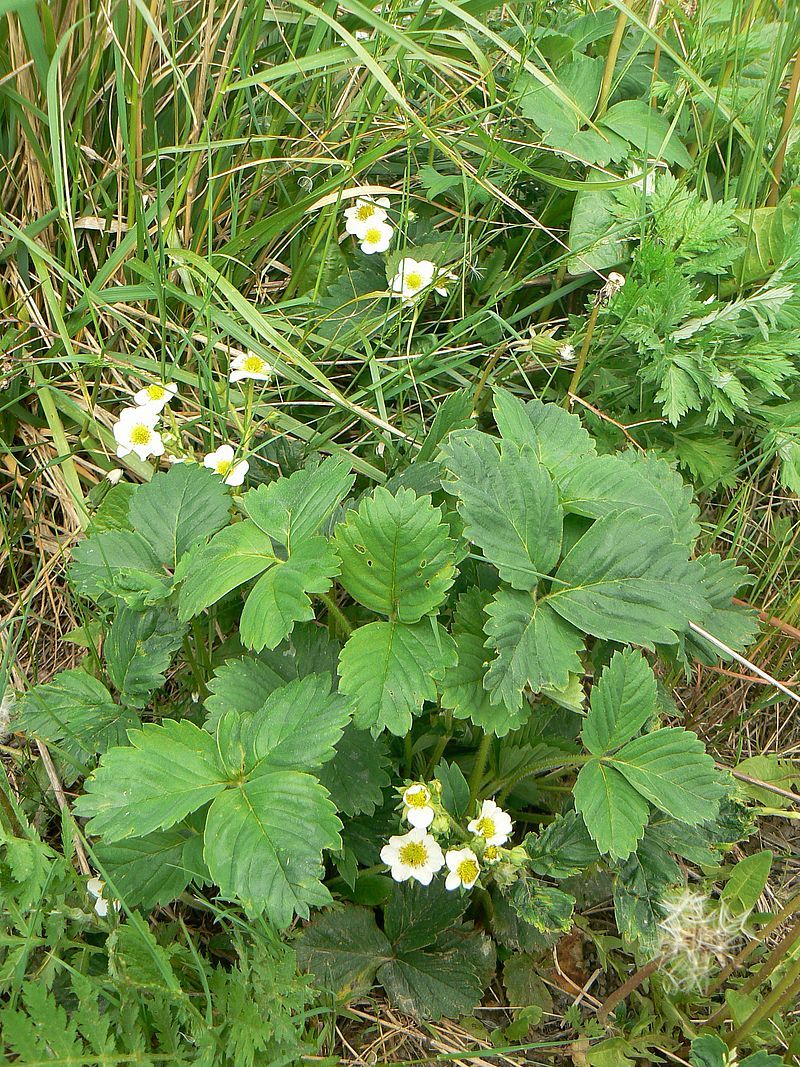 Изображение особи Fragaria &times; ananassa.