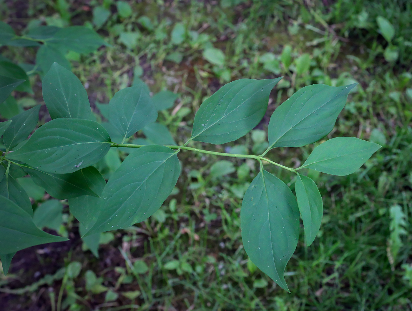 Image of genus Forsythia specimen.