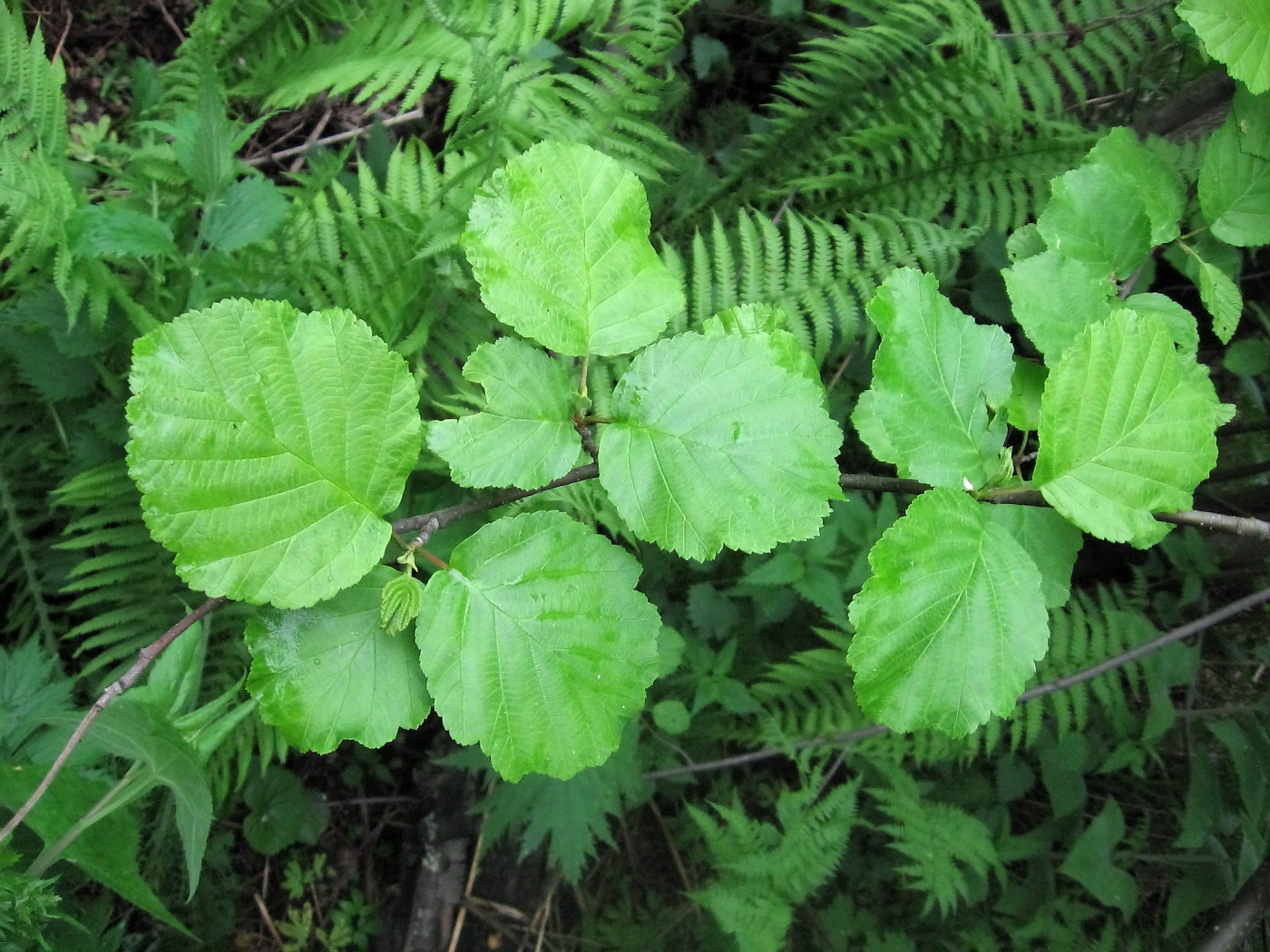 Изображение особи Alnus hirsuta.