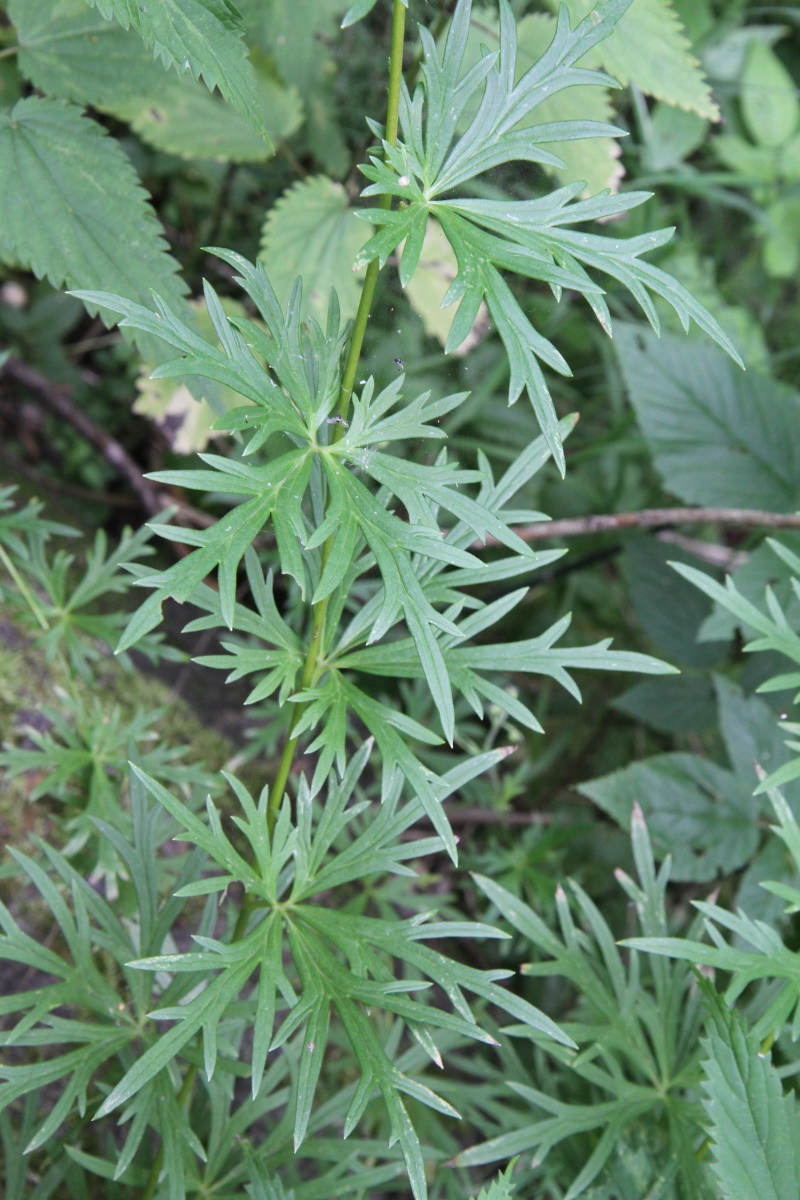 Image of Aconitum baicalense specimen.