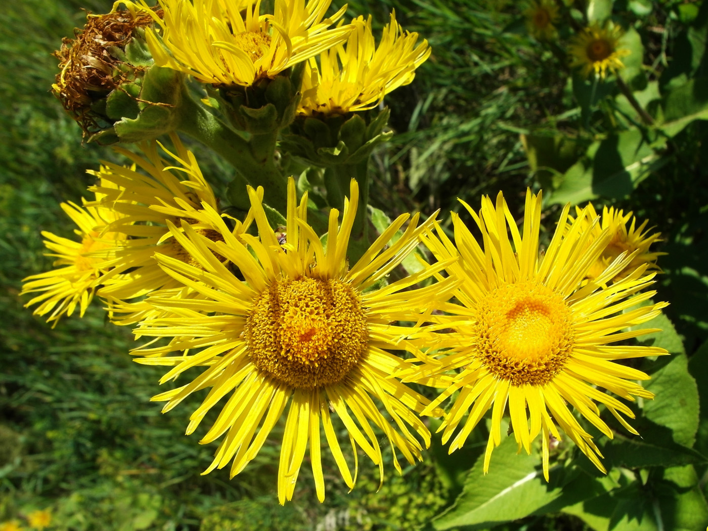 Image of Inula helenium specimen.