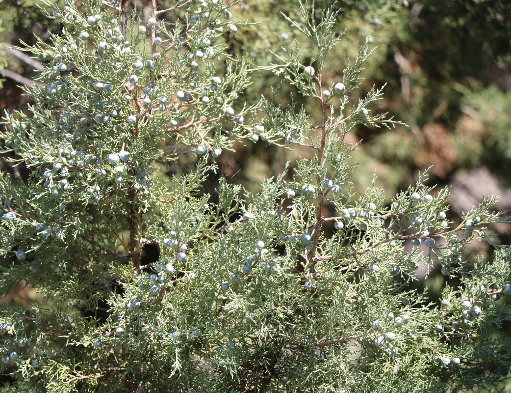 Image of Juniperus polycarpos specimen.