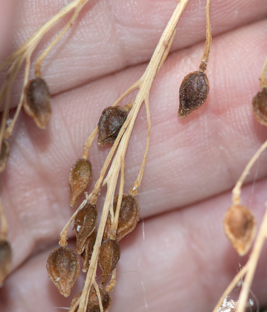 Image of Crambe sventenii specimen.