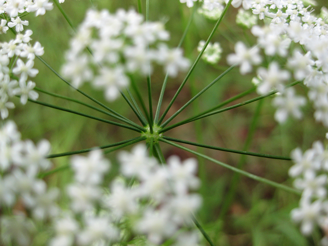 Image of Pimpinella saxifraga specimen.