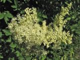 Filipendula ulmaria