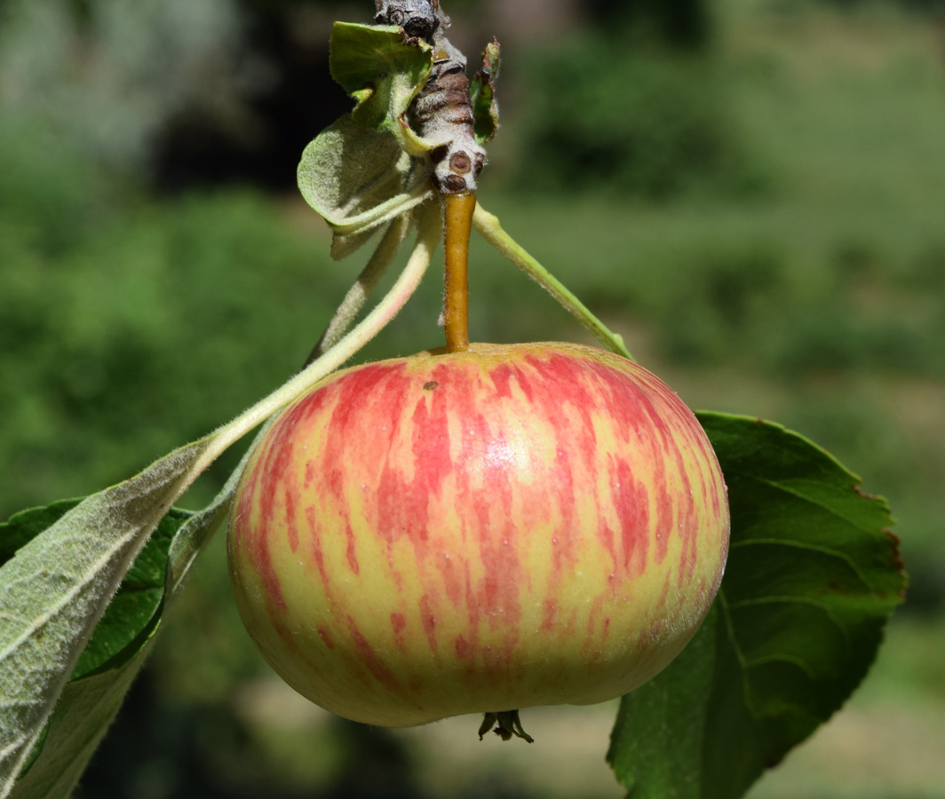 Изображение особи Malus domestica.