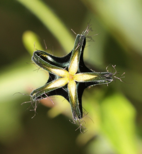 Изображение особи Ceropegia meyeri.