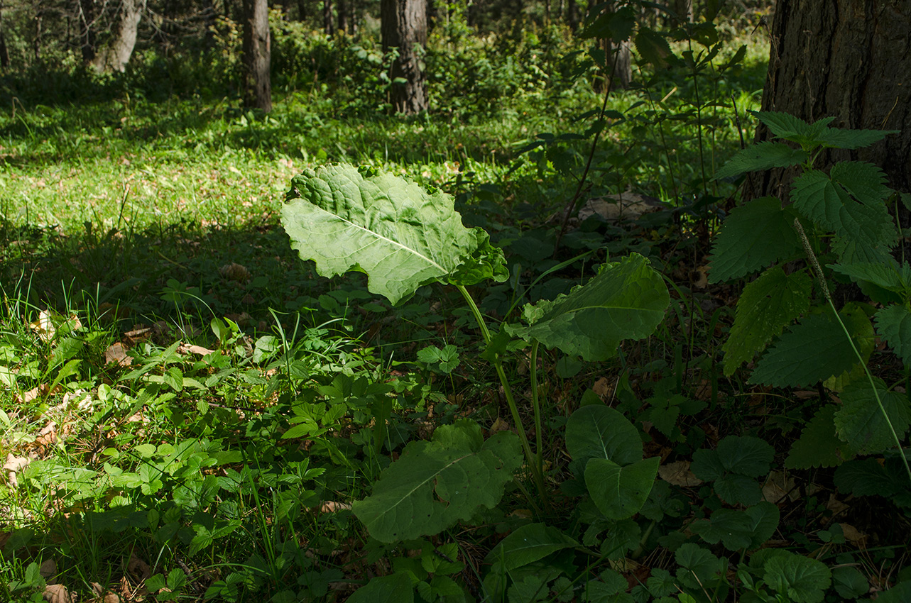 Изображение особи Rumex confertus.