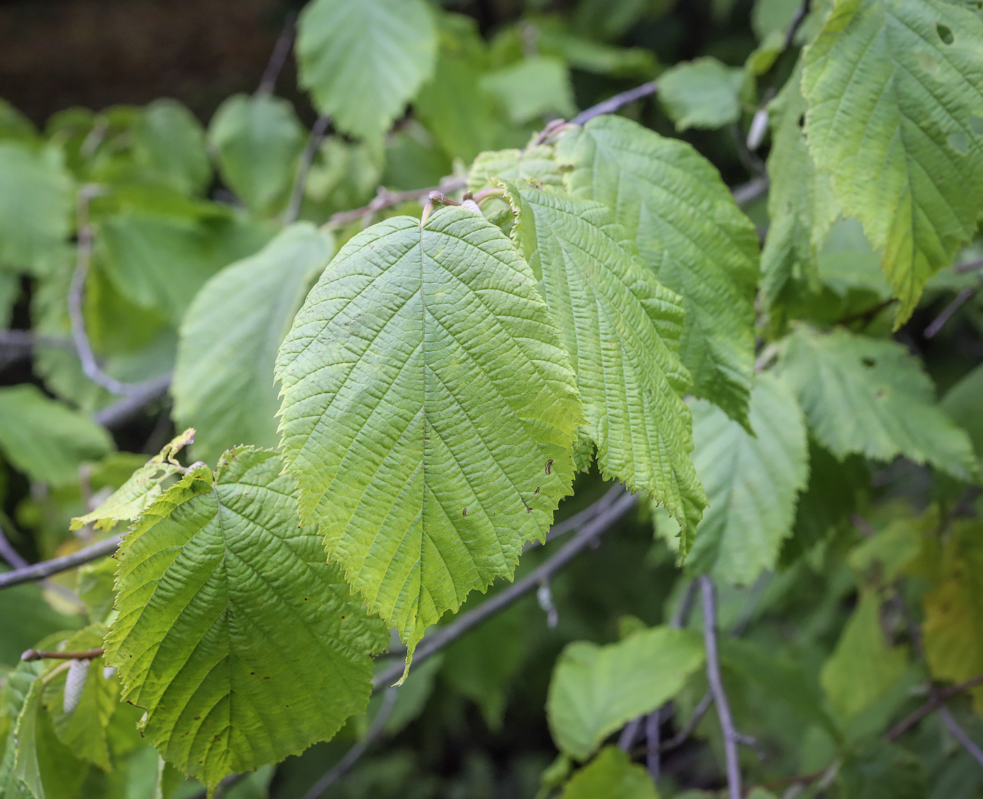 Image of Corylus cornuta specimen.