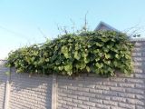 genus Ipomoea. Вегетирующее растение. Украина, г. Запорожье, ул. Братская, частный сектор. 29.10.2020.