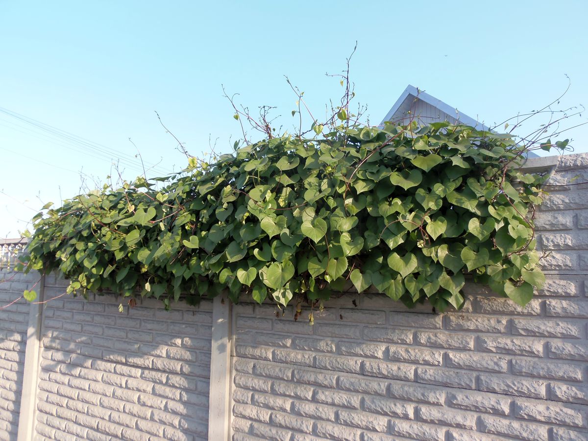 Изображение особи род Ipomoea.