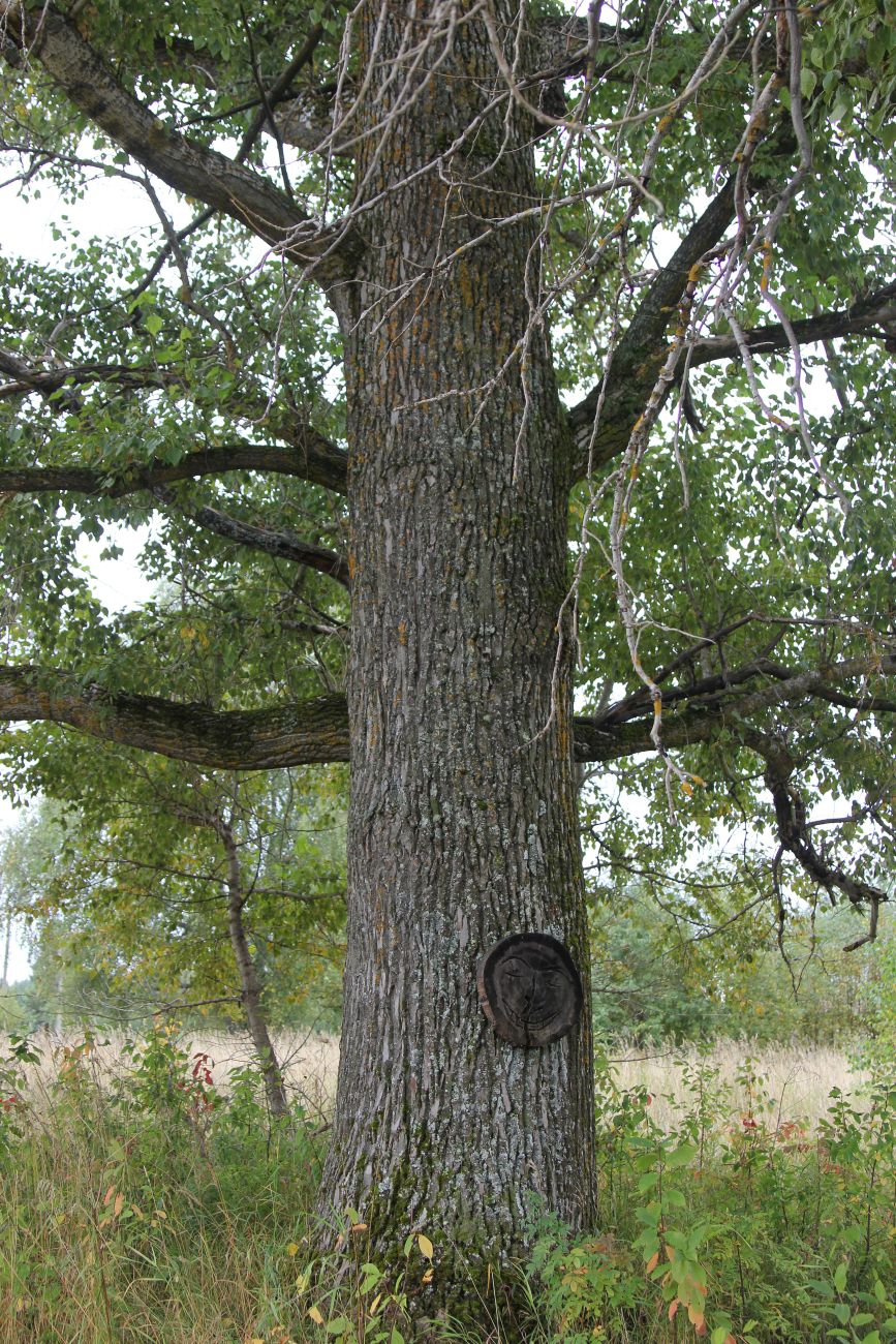 Изображение особи Populus &times; sibirica.