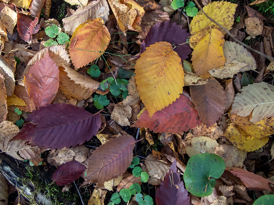 Изображение особи Ulmus laevis.