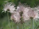 Pulsatilla bohemica