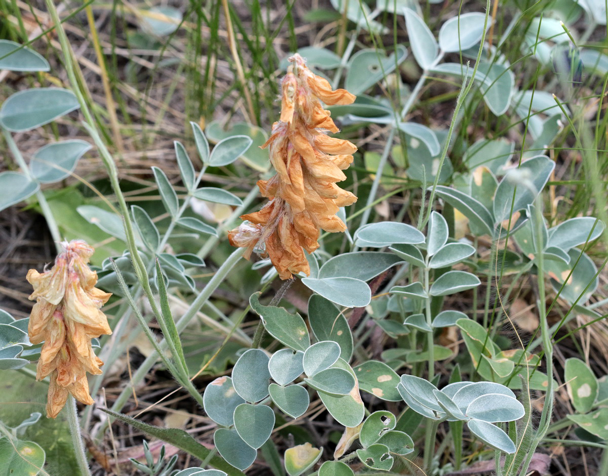 Изображение особи Hedysarum grandiflorum.