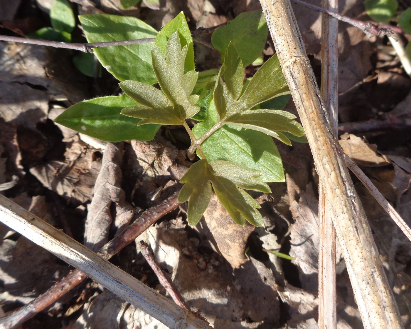 Image of Adoxa moschatellina specimen.