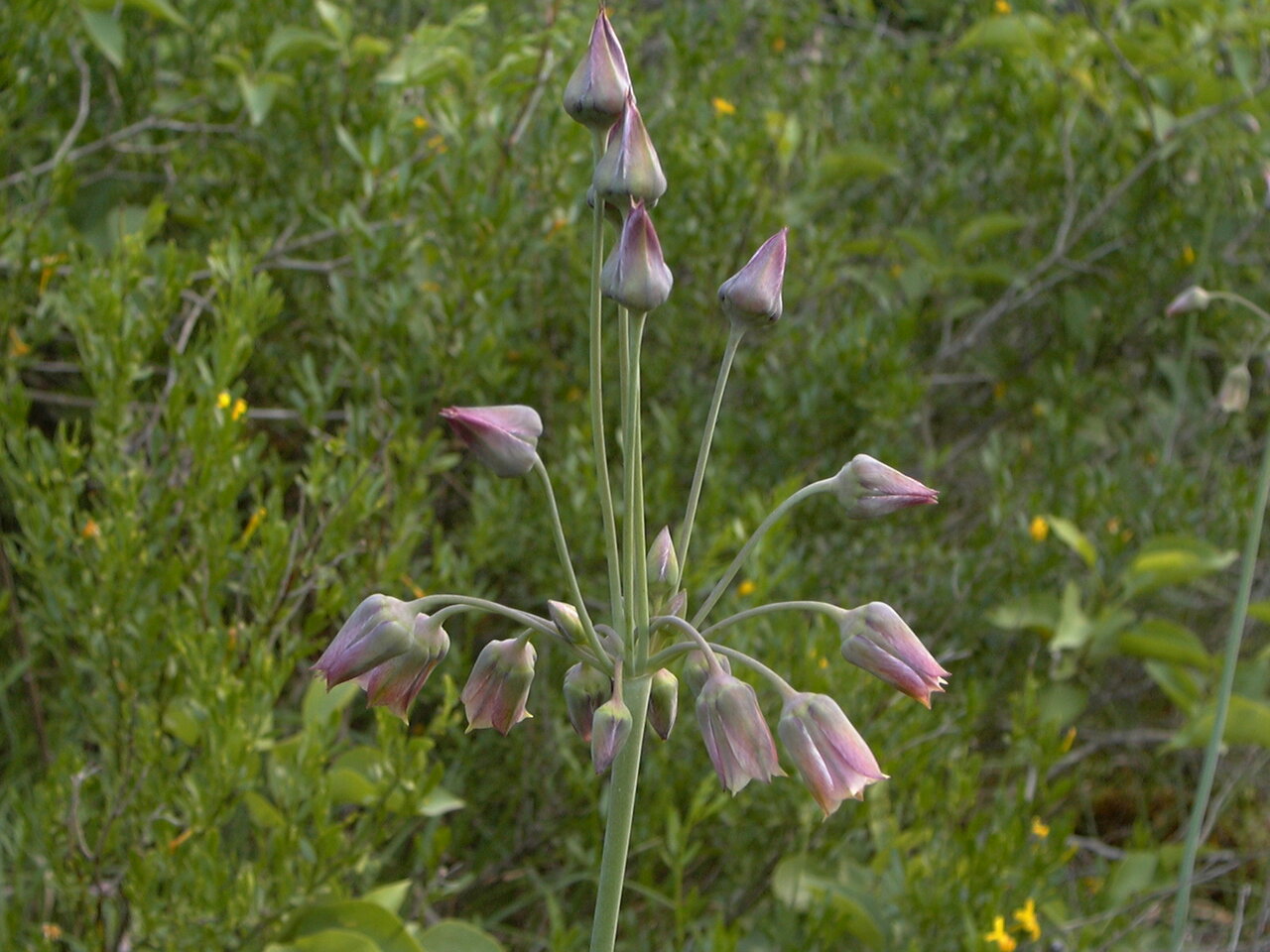 Изображение особи Nectaroscordum bulgaricum.