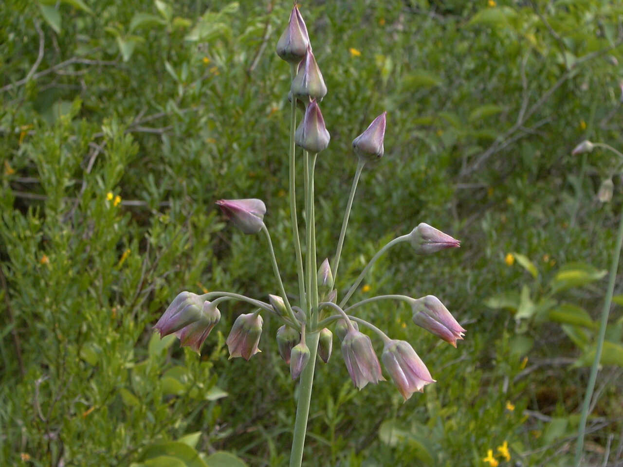 Image of Nectaroscordum bulgaricum specimen.