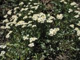 Achillea cretica