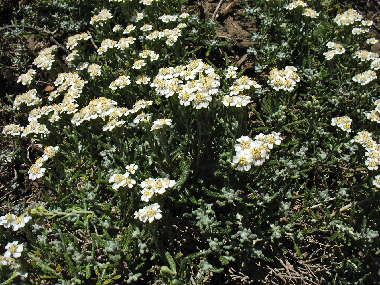 Image of Achillea cretica specimen.