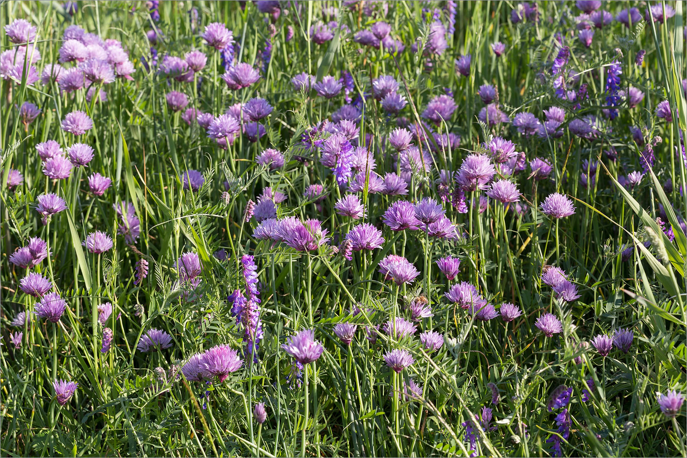 Image of Allium schoenoprasum specimen.